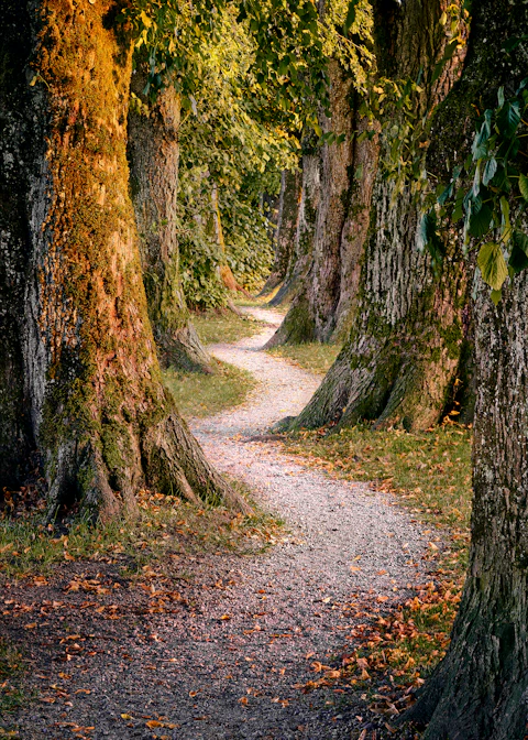 A winding gravel path between large mossy trees in warm golden light