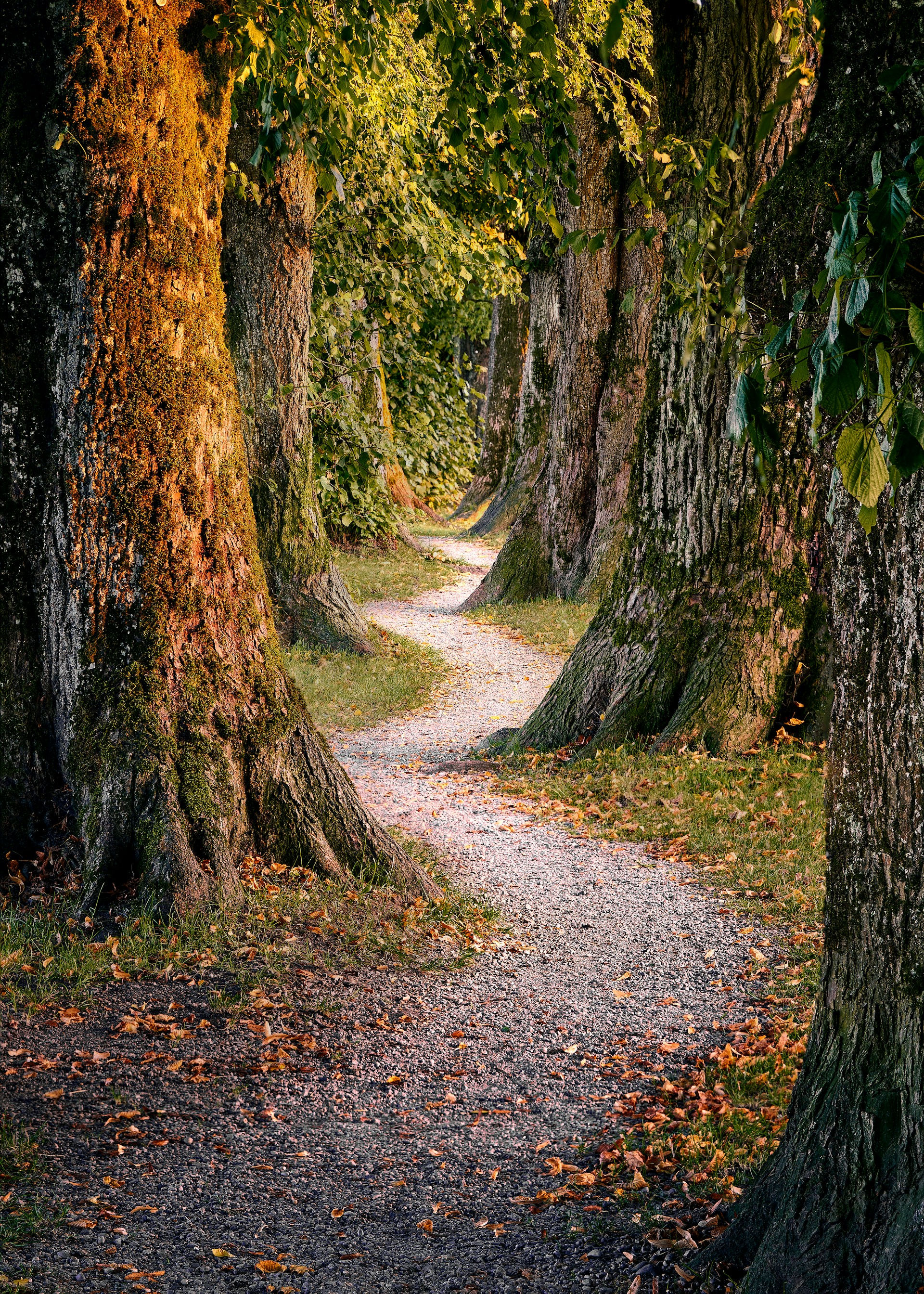 brown tree trunk on brown soil