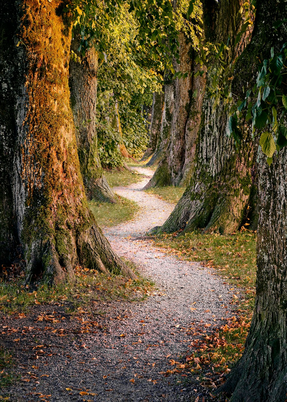 winding path in forest with green trees 