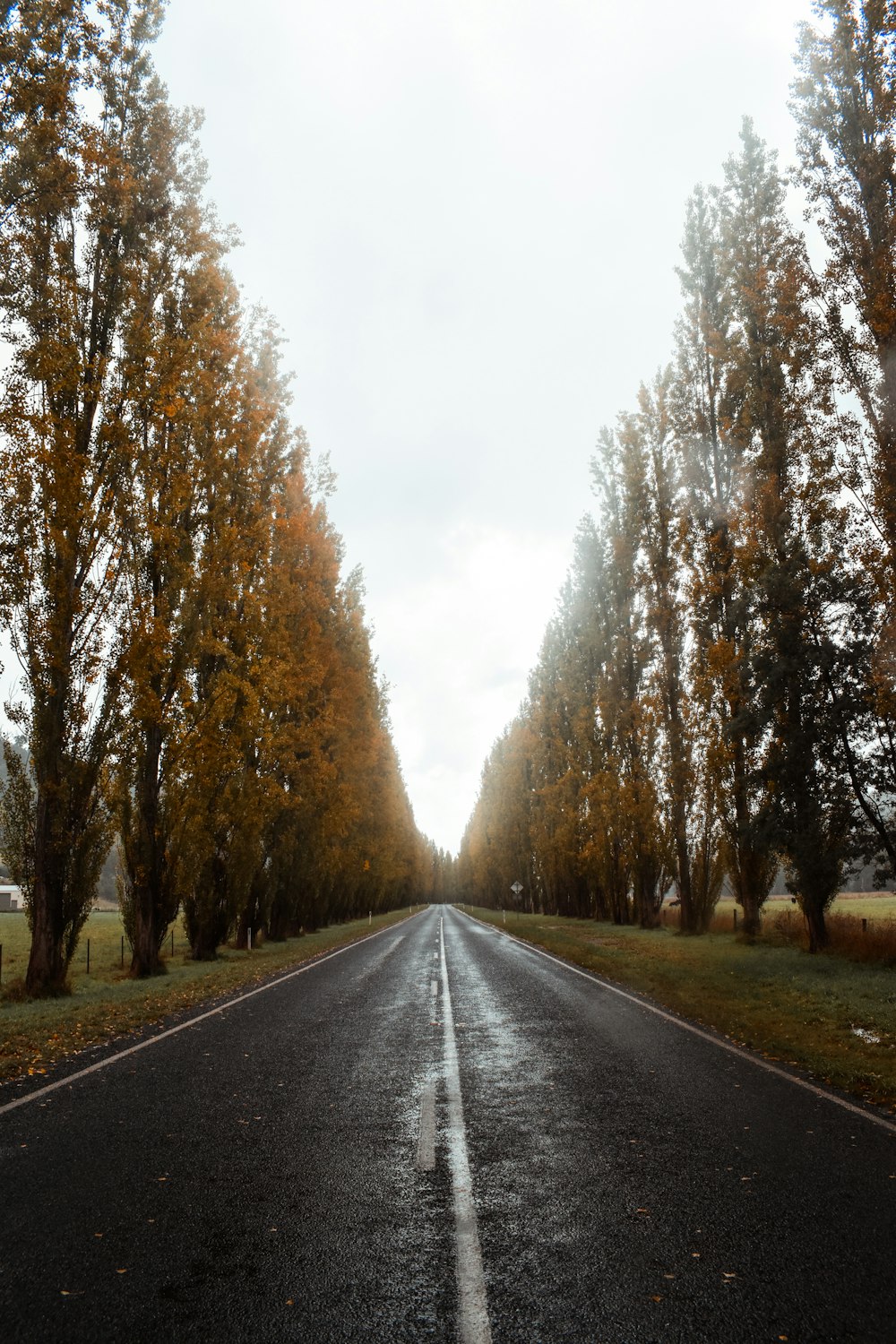 gray asphalt road between trees during daytime