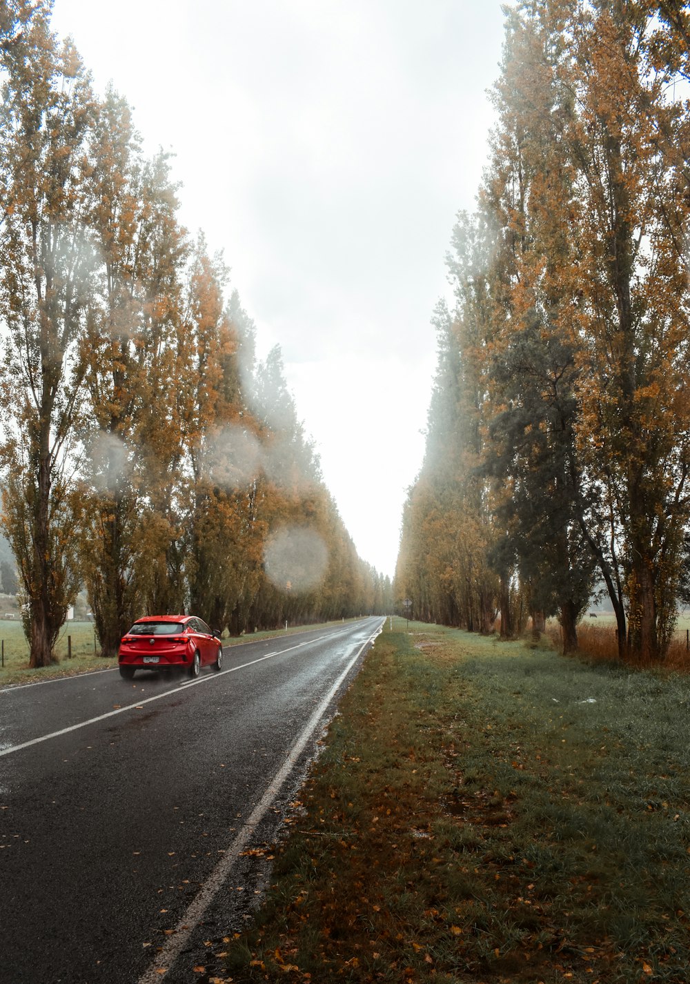 red car on road between trees during daytime