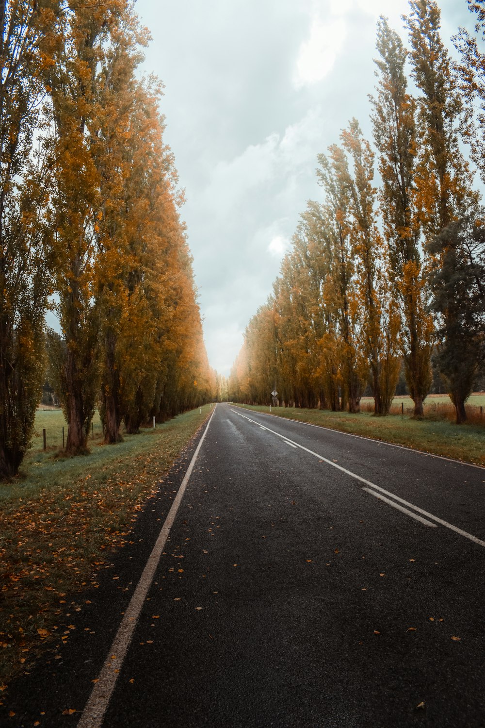 gray asphalt road between brown trees under white clouds during daytime