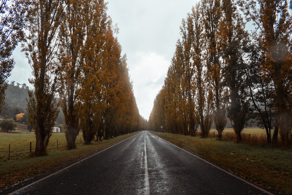 gray asphalt road between brown trees during daytime