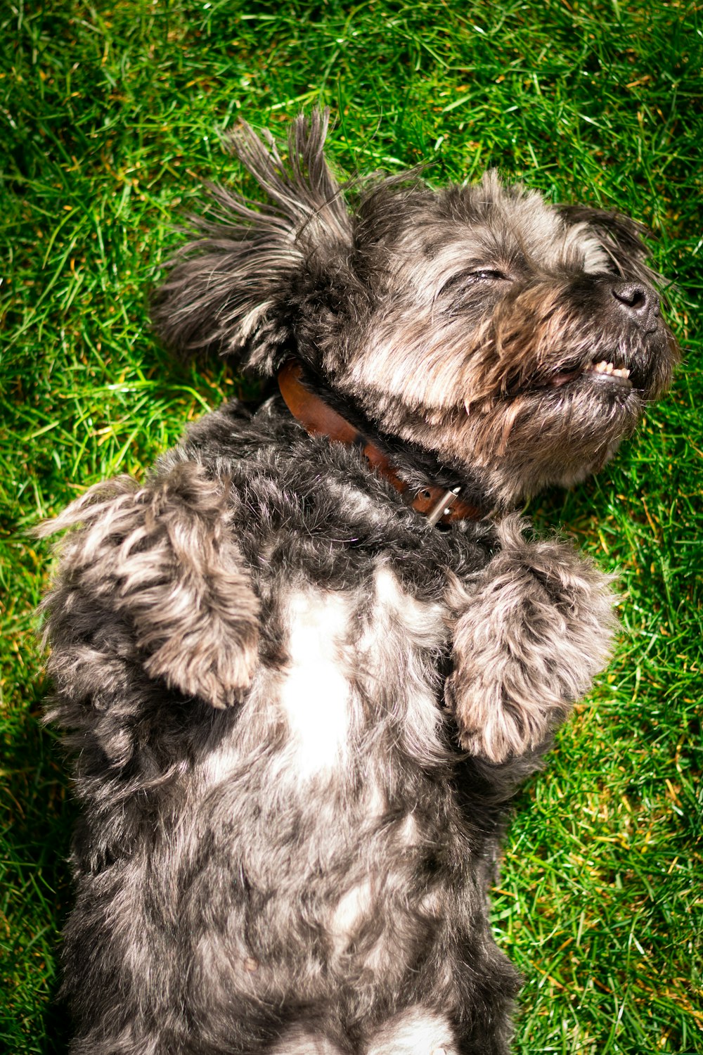 black and white long coated small sized dog lying on green grass