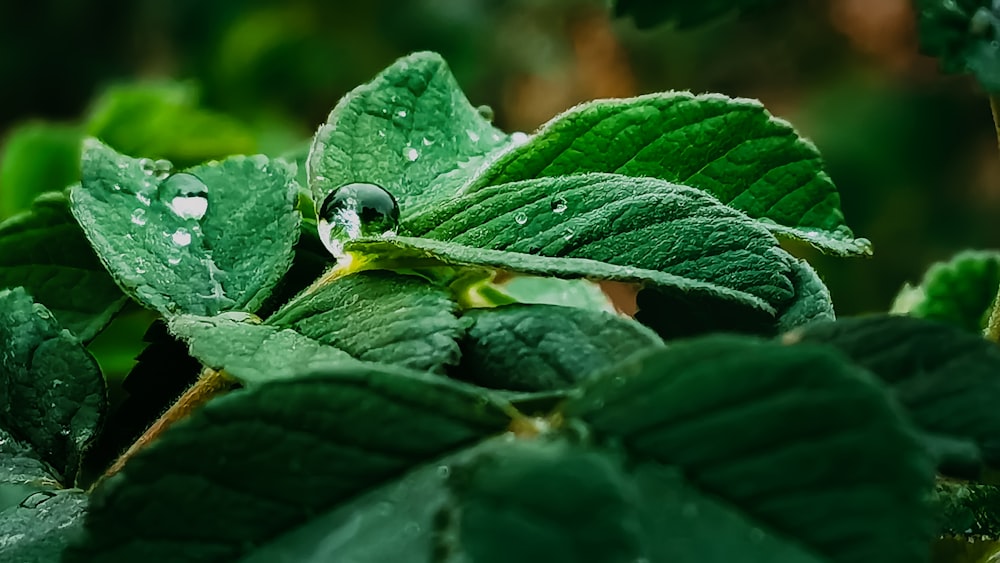 foglia verde con goccioline d'acqua