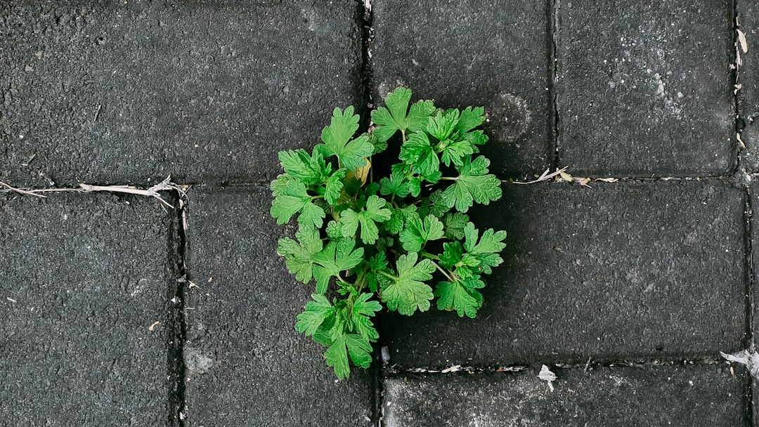 green plant on gray concrete floor