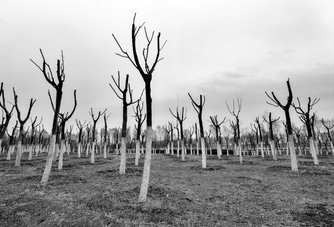 leafless trees on field during daytime