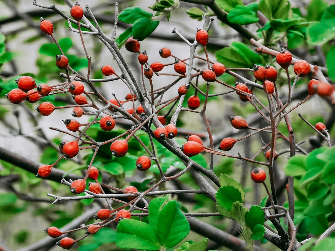 red round fruits on green grass during daytime