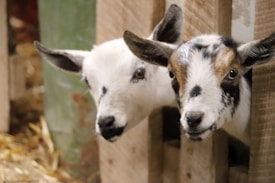 Two young goats peering through wooden slats in a barn. One goat has a mostly white face with some black markings, while the other has a mix of white, black, and brown on its face. The background includes hay scattered on the floor and wooden structures.