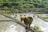 A group of people are working in a rice paddy field, wearing traditional conical hats. The landscape is lush with greenery, and the fields are filled with water, reflecting the bright daylight. The workers are bent over, planting or tending to the crops.