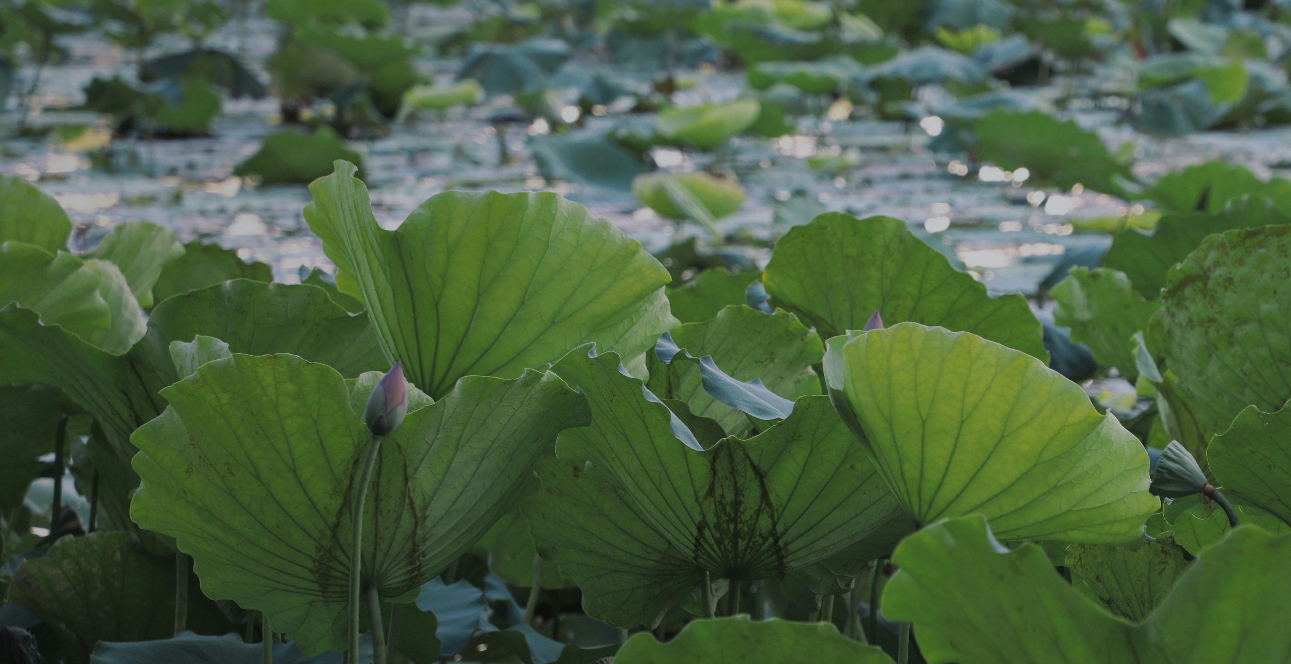 Tranquil lotus pond surrounded by lush green vegetation in soft morning sunlight, bright open natural environment
