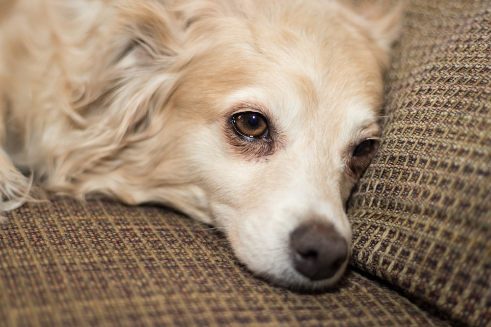 white long haired small dog lying on brown textile
