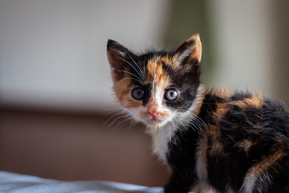 Black orange and white cat on white textile photo – Free Kitten