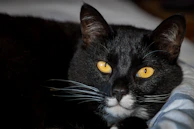 A sweet black and white cat gazing gently with bright, hopeful eyes.