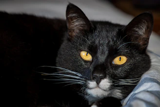 A sweet black and white cat gazing gently with bright, hopeful eyes.