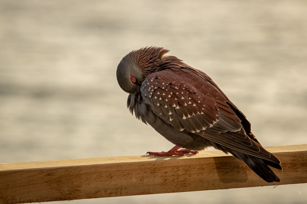 oiseau brun et gris sur planche de bois marron