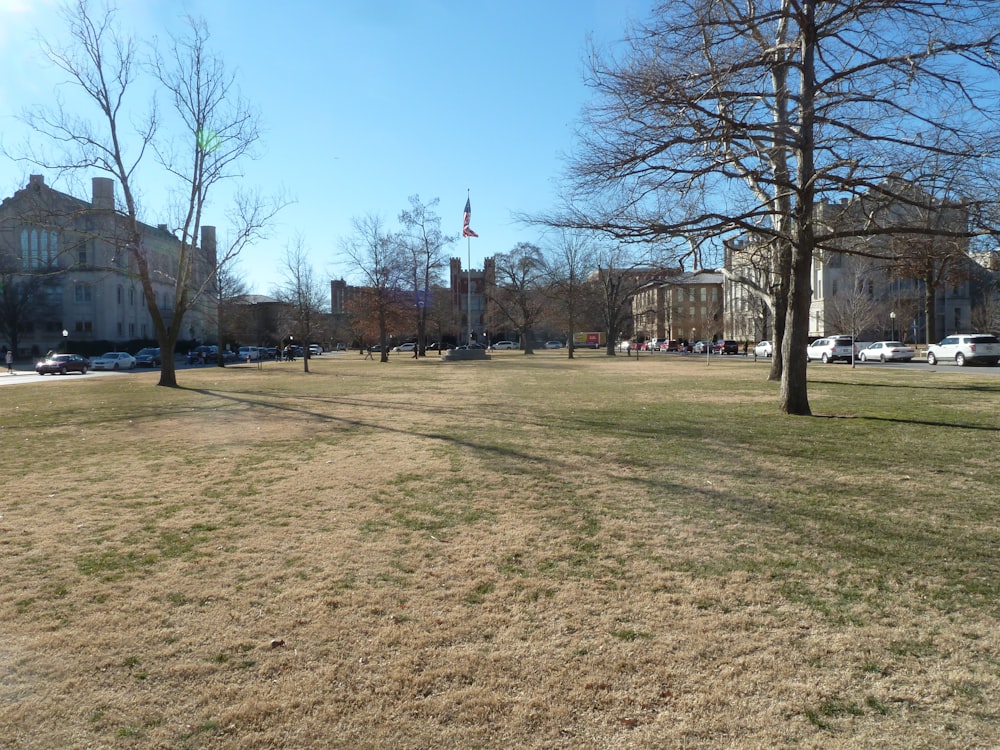 bare trees on green grass field under blue sky during daytime