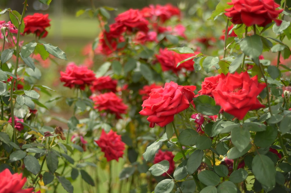 red flowers in tilt shift lens