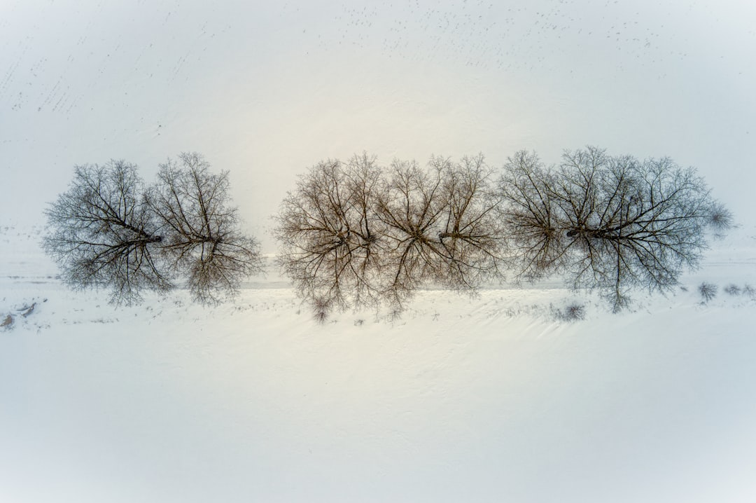 leafless tree on snow covered ground