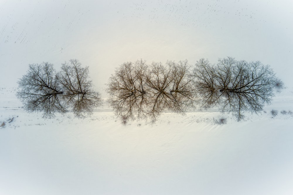 leafless tree on snow covered ground