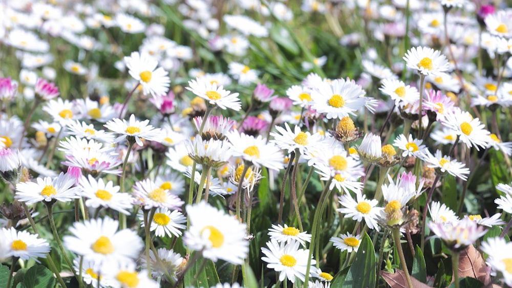 white and purple flowers in tilt shift lens