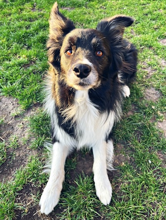 A fluffy black and white dog with expressive eyes sits attentively on a patch of green grass. The dog's ears are perked up and its fur appears soft and well-groomed.