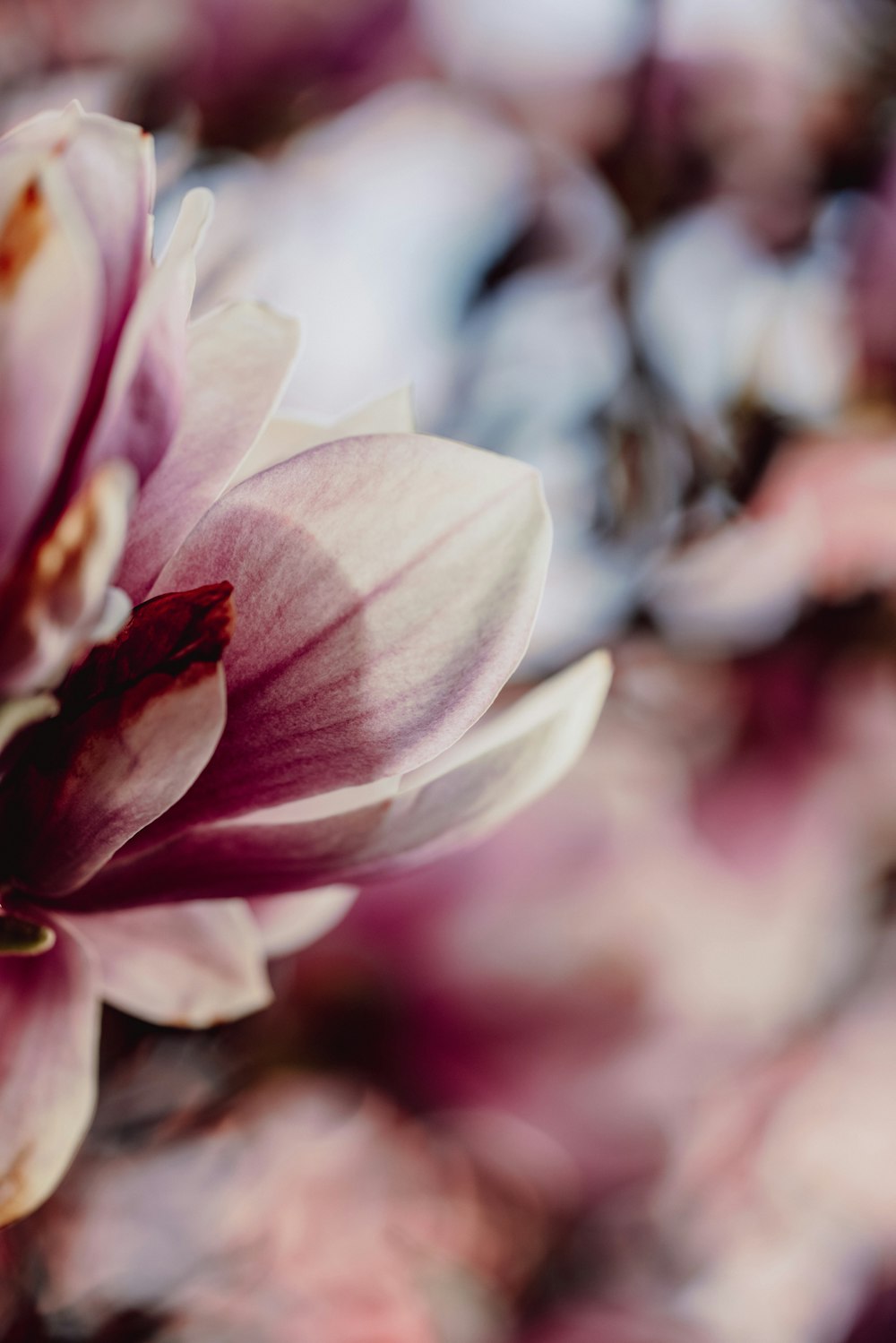 pink and white flower in tilt shift lens