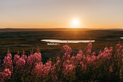 pink flowers near body of water during sunset magnificent google meet background