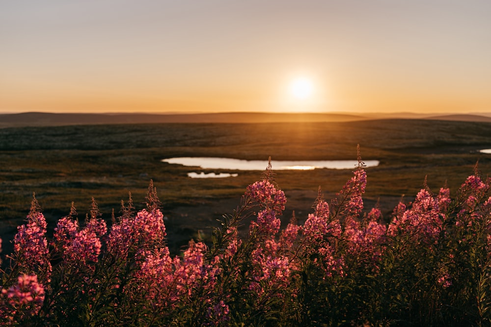 pink flowers near body of water during sunset