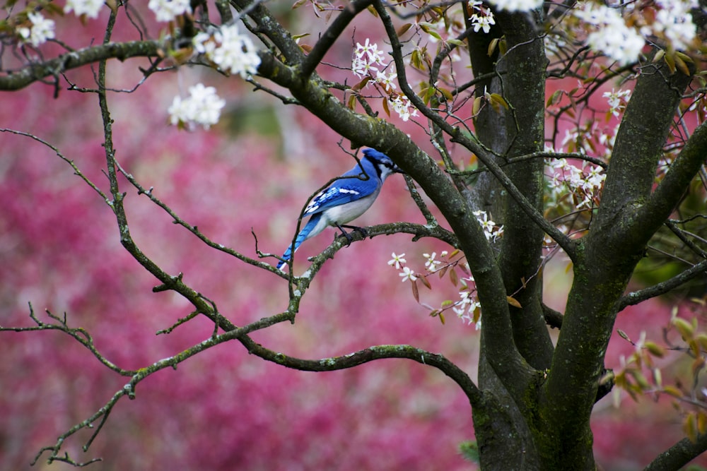 blue and white bird on tree branch