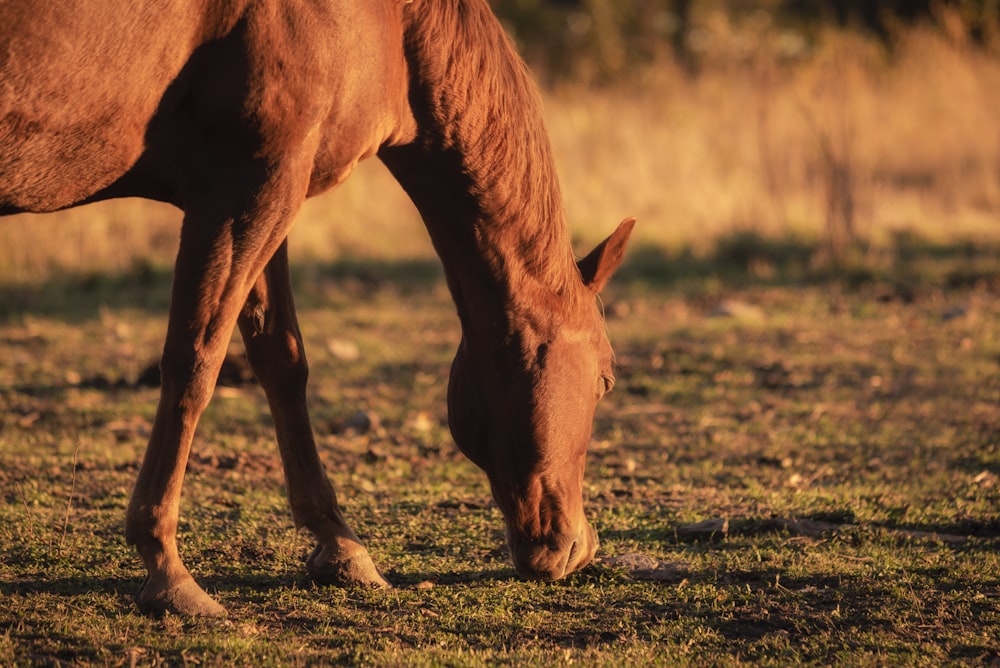 brown horse on brown field during daytime