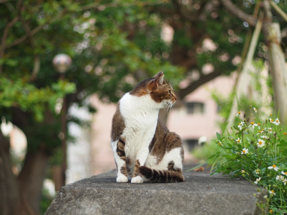 Gato blanco y marrón sobre pavimento de hormigón gris