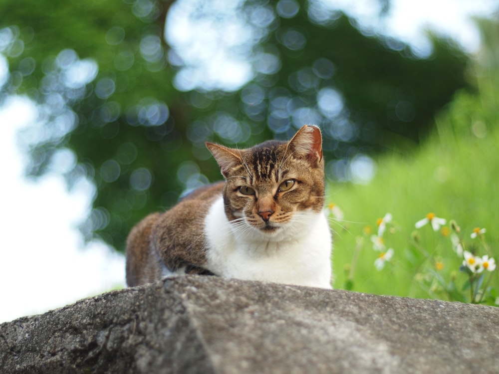 Gato marrón y blanco sobre superficie de concreto gris durante el día