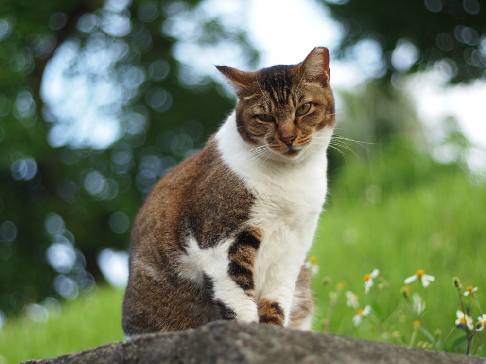 Gato marrón y blanco en el tronco del árbol