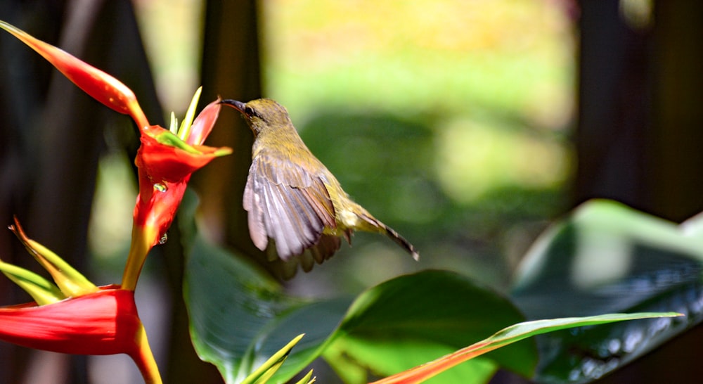 brown and red bird on green leaf