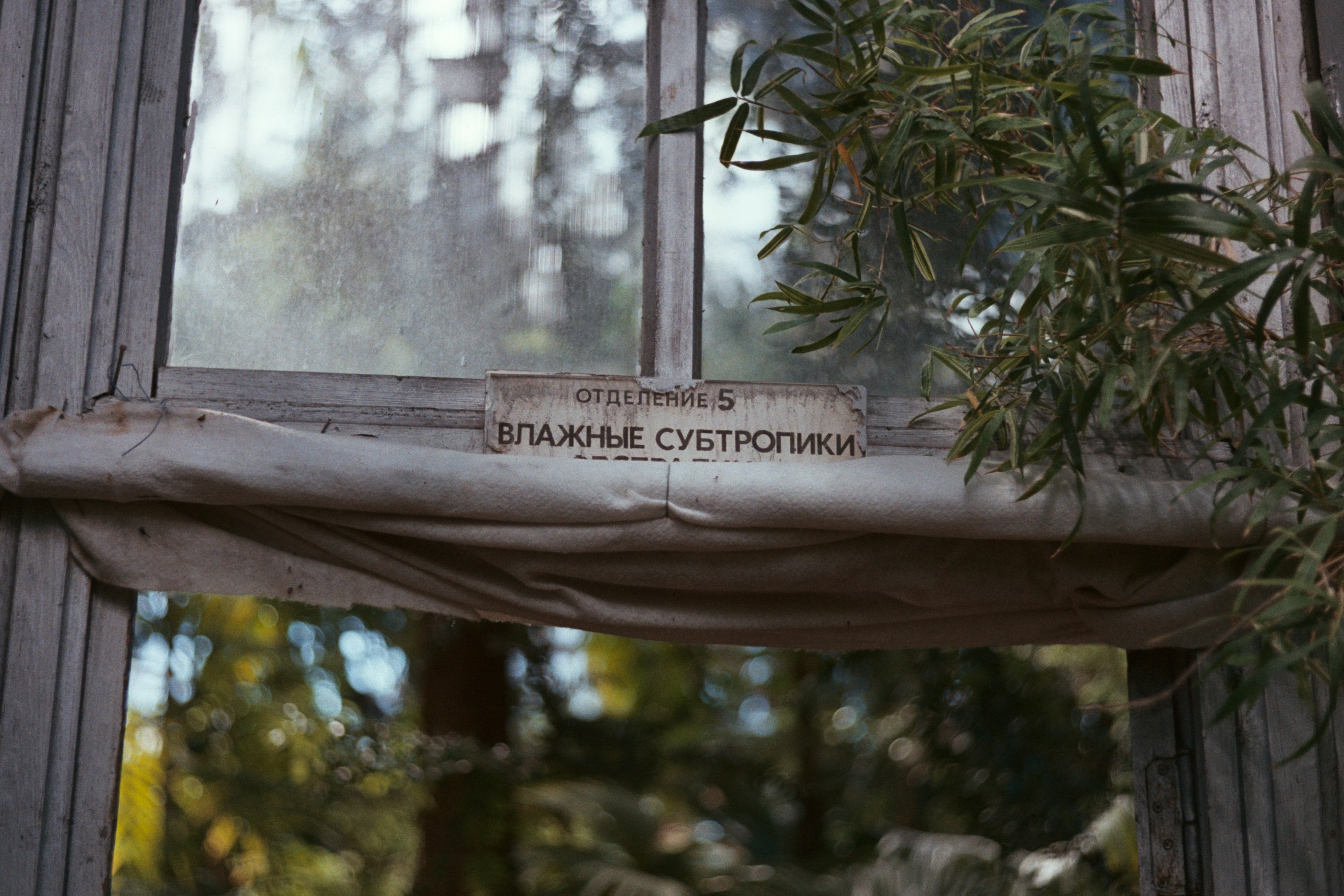 Green Plant on White Textile