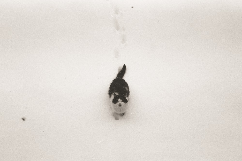 black and white cat on white snow