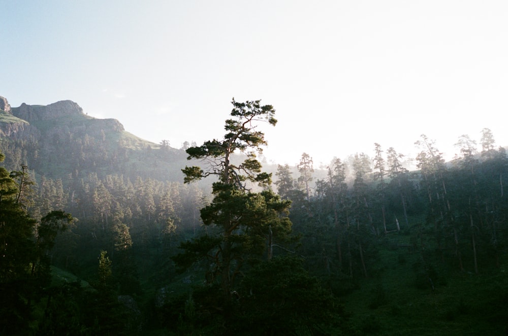 árboles verdes en la montaña bajo el cielo blanco durante el día