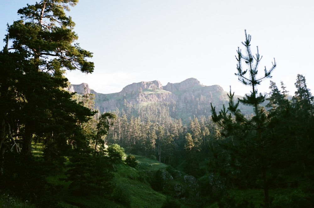 green trees near brown mountain during daytime