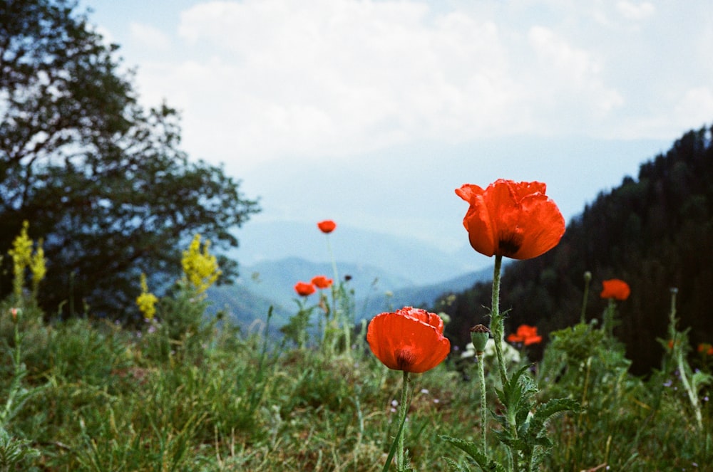 푸른 잔디밭 한가운데에 있는 붉은 꽃