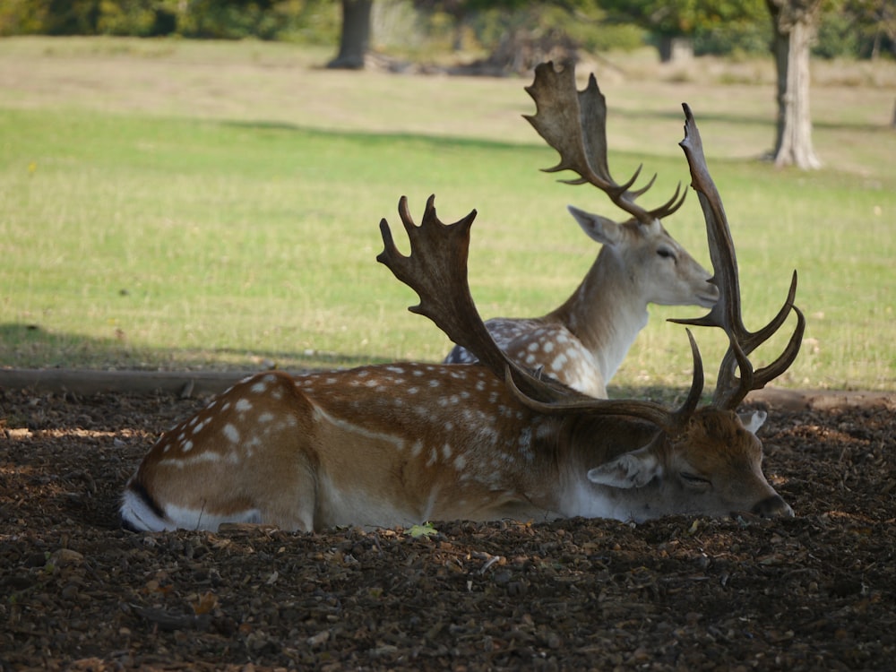 brown deer on green grass field during daytime