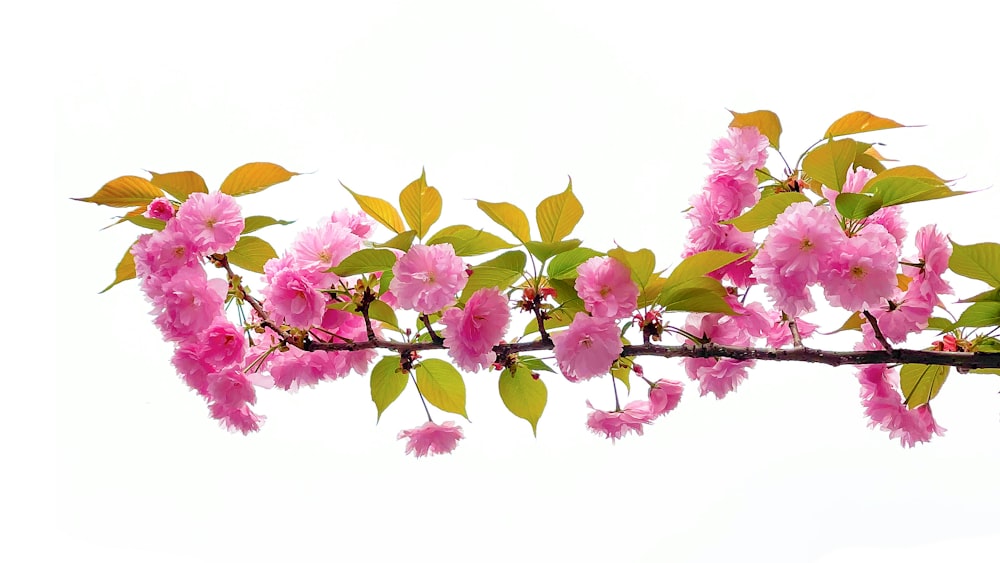 pink and yellow flowers with yellow leaves