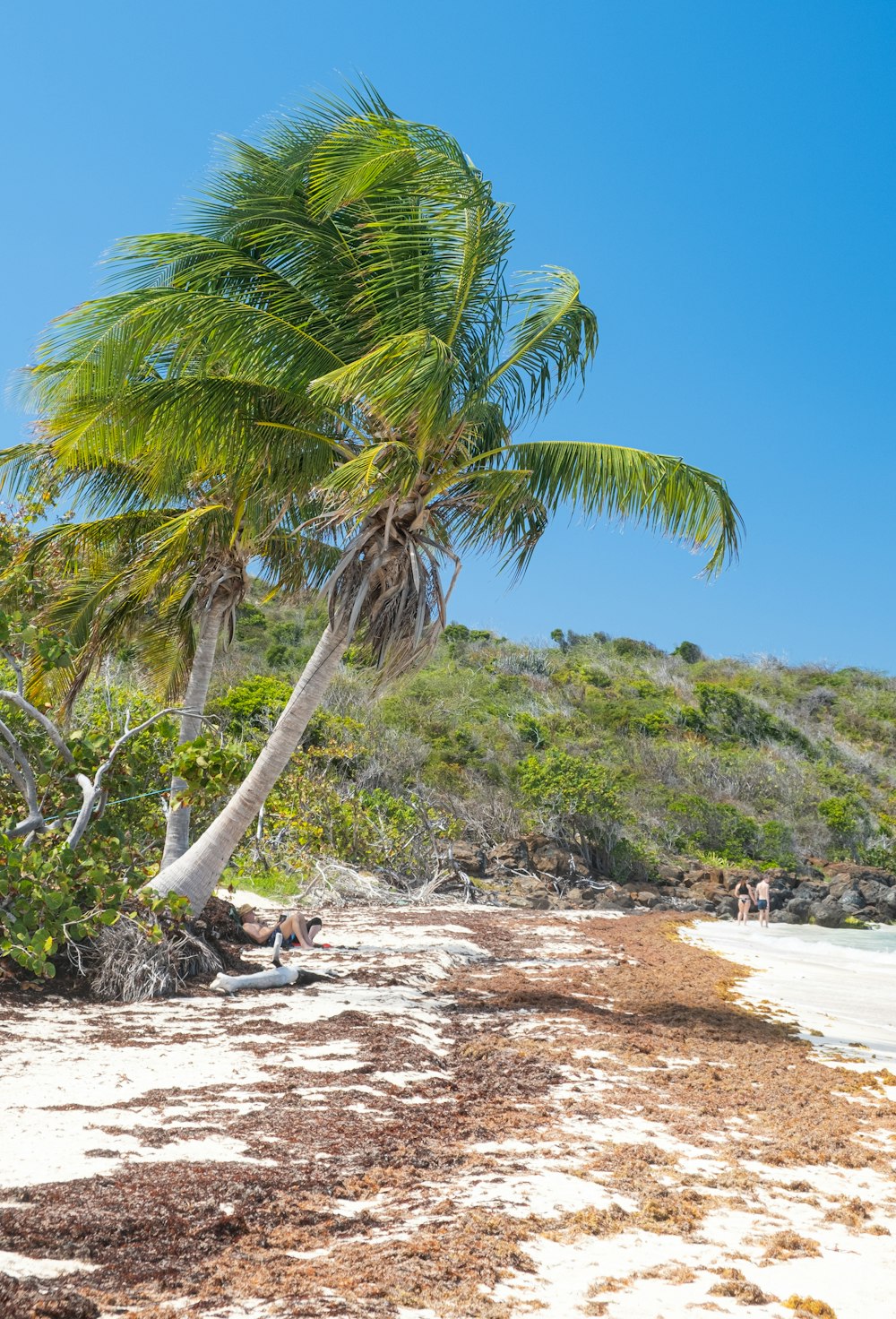 green coconut tree on white sand beach during daytime
