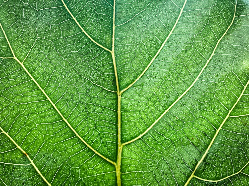 green leaf in close up photography