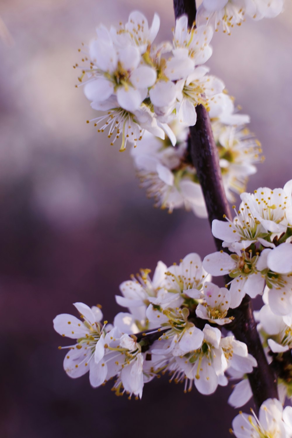 white cherry blossom in close up photography