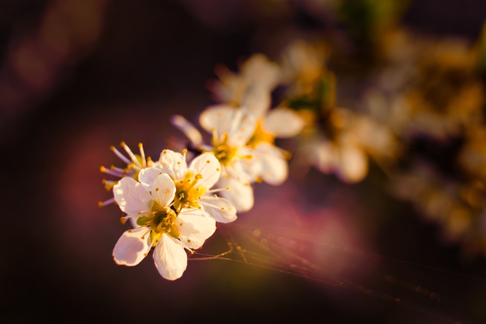 white and yellow flower in tilt shift lens