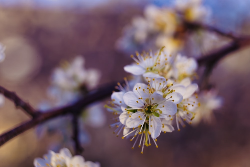 fleur de cerisier blanc en gros plan photographie