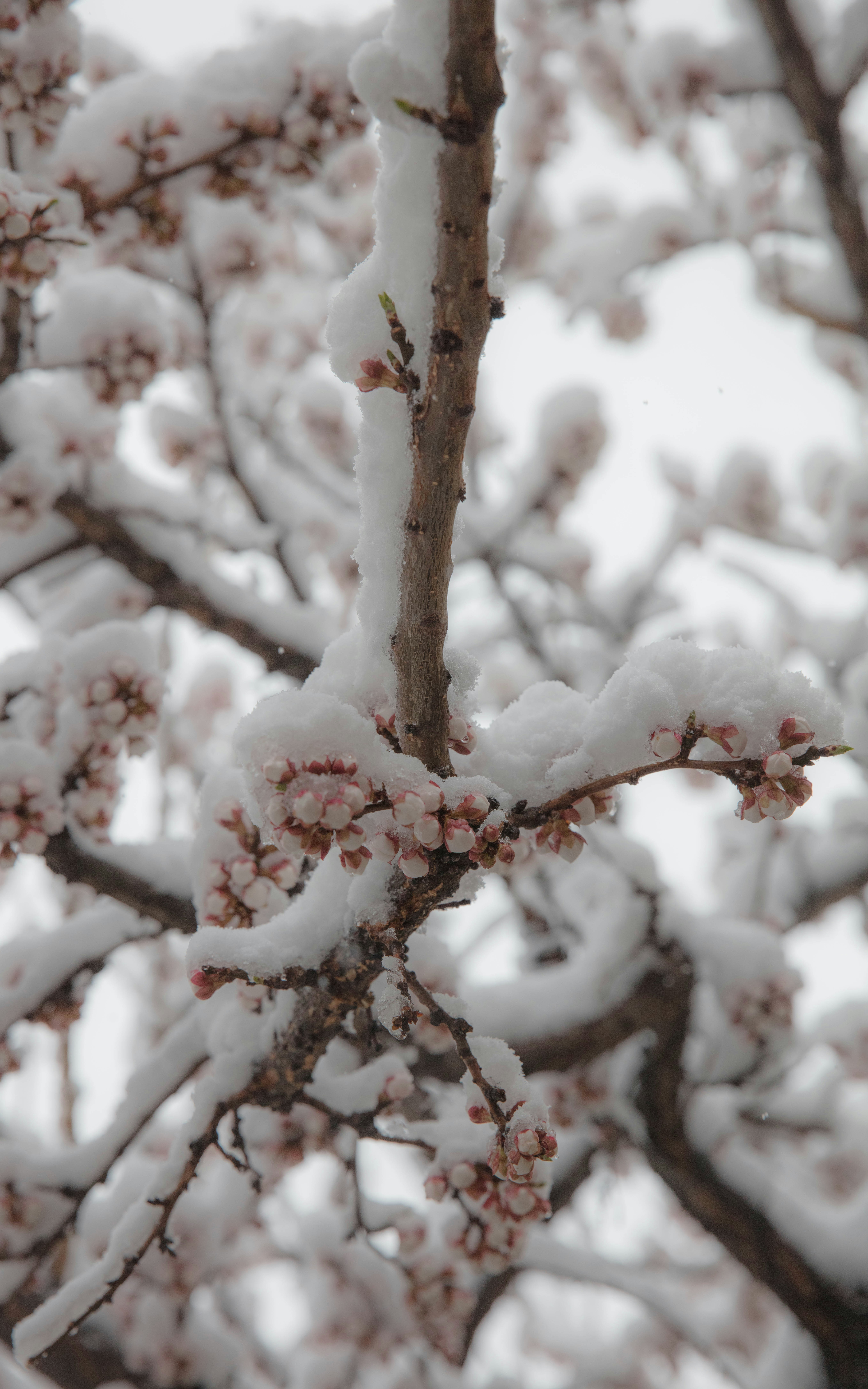 white and red cherry blossom