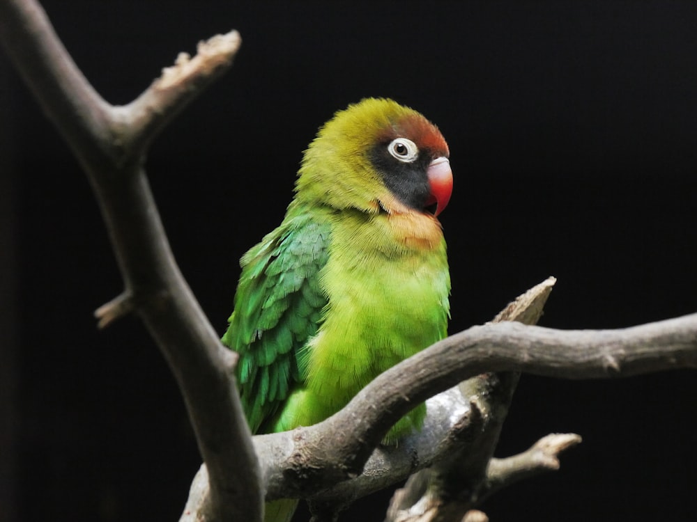 grüner gelber und roter Vogel auf braunem Ast