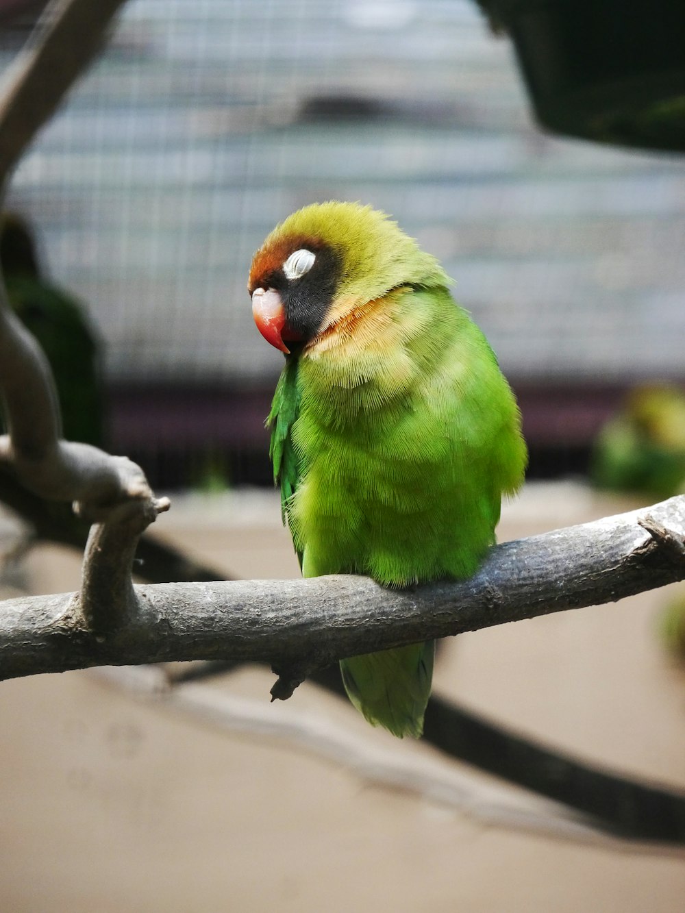 grüner gelber und roter Vogel auf braunem Ast